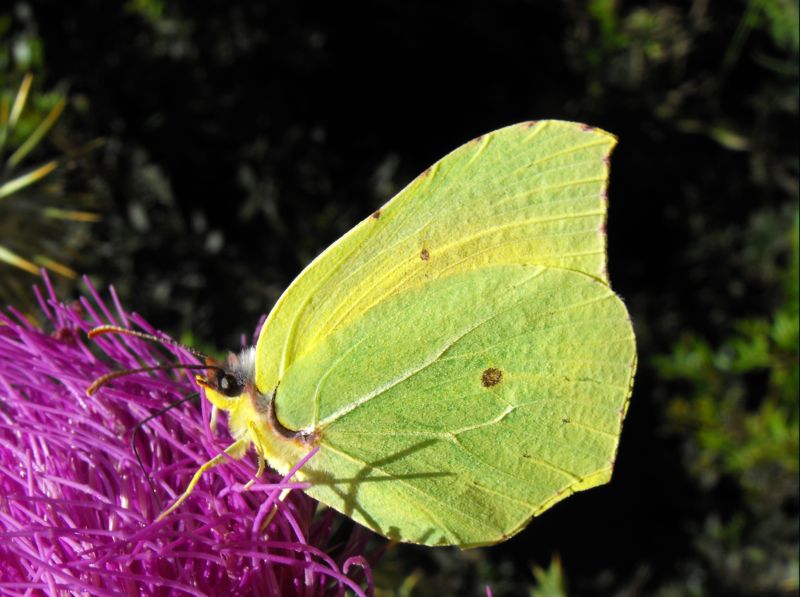 Colias alfacariensis ? - No, Gonepteryx cleopatra